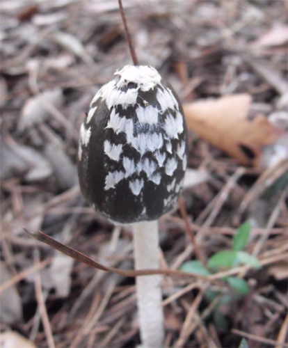Coprinus?